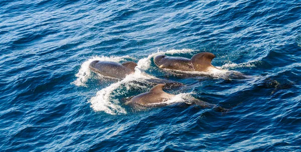 Ballenas piloto de aletas largas en el Océano Atlántico Sur — Foto de Stock