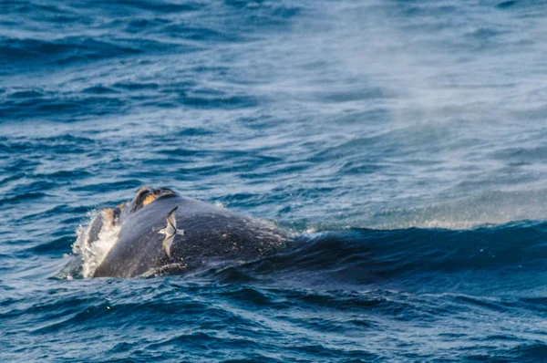 Ballena franca del sur — Foto de Stock