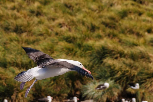 Black-Browed Albatross in Flight — Stok fotoğraf