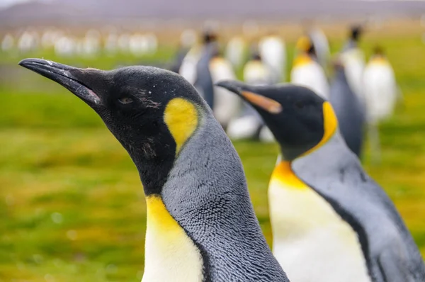 Salisbury ovada Kral penguenler — Stok fotoğraf