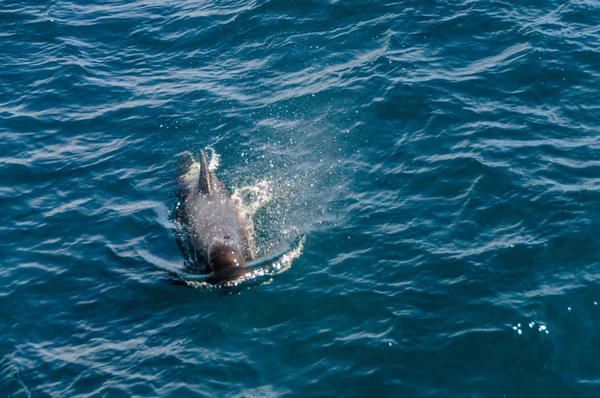 Les épaulards à longues nageoires dans l'océan Atlantique Sud — Photo