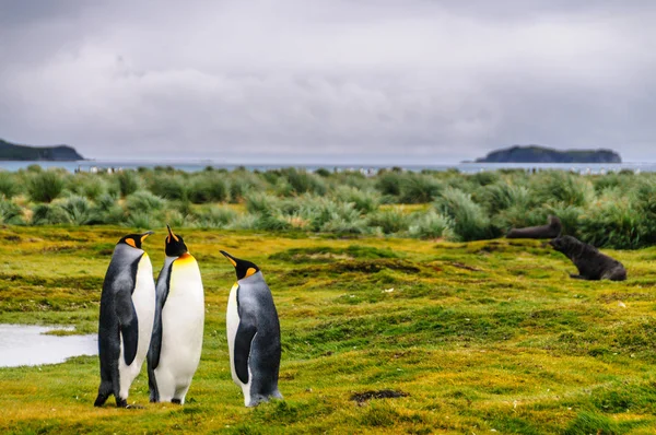 King Penguins en las llanuras de Salisbury —  Fotos de Stock