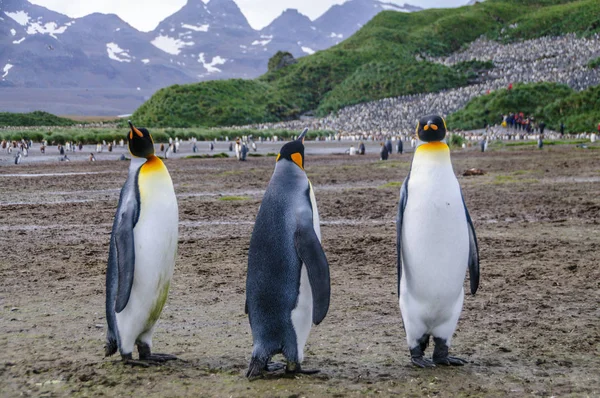 Königspinguine auf den Ebenen von Salisbury — Stockfoto