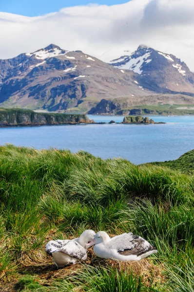 Twee Wandering albatrossen op hun Nest — Stockfoto