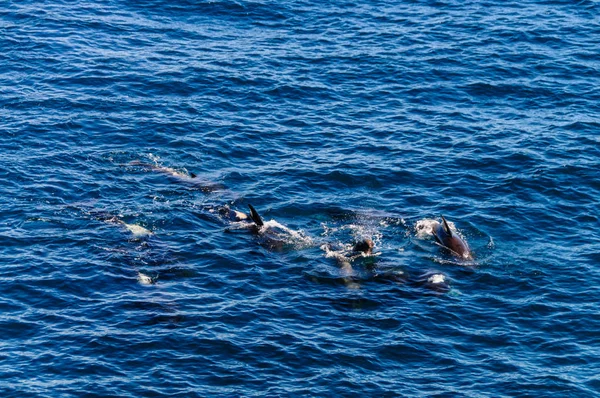 Ballenas piloto de aletas largas en el Océano Atlántico Sur —  Fotos de Stock