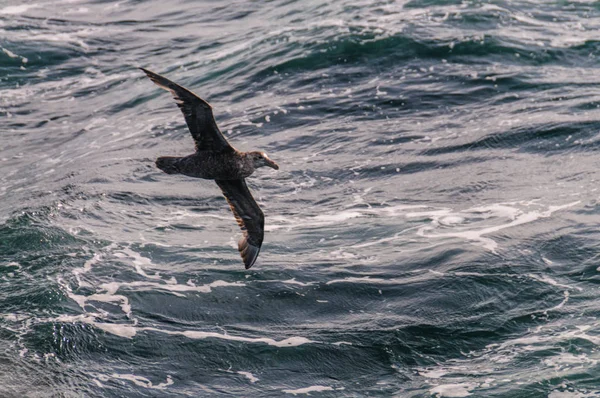 A Southern Giant Petrel in Flight — Stock Photo, Image