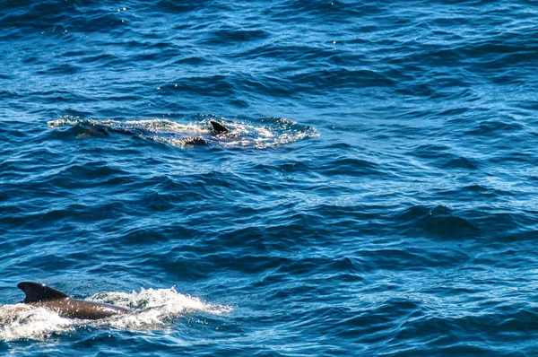 Длинноплавниковые летные киты в Южной Атлантике — стоковое фото