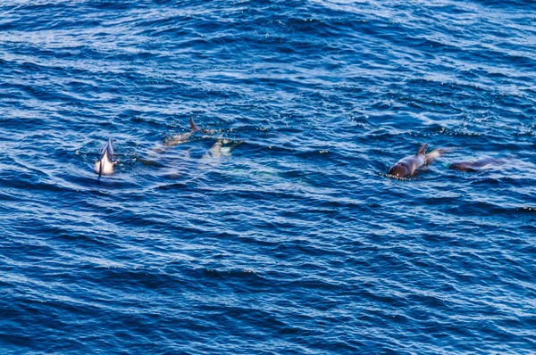 Baleias-piloto de aletas longas no Oceano Atlântico Sul — Fotografia de Stock
