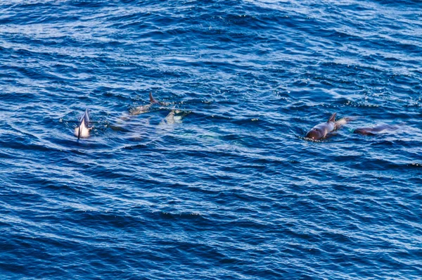 Ballenas piloto de aletas largas en el Océano Atlántico Sur — Foto de Stock