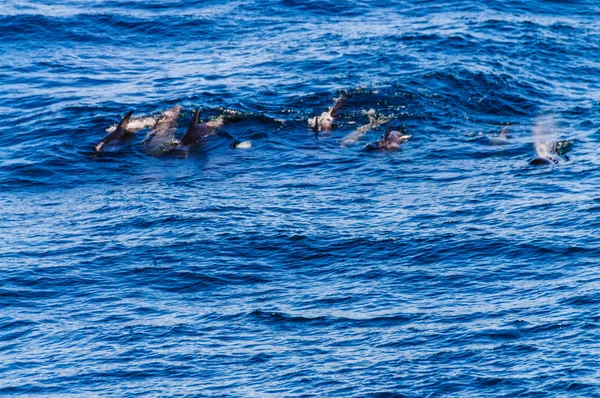 Baleias-piloto de aletas longas no Oceano Atlântico Sul — Fotografia de Stock