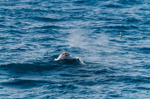 Blowhole de una ballena franca del sur de buceo . —  Fotos de Stock