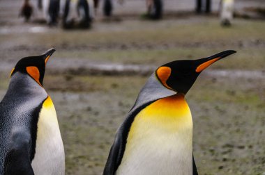 Salisbury ovada Kral penguenler