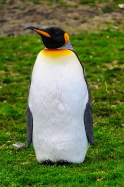 Kral penguenler Fortuna koyunda