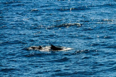 Uzun kanatlı Pilot balina içinde Güney Atlantik Okyanusu