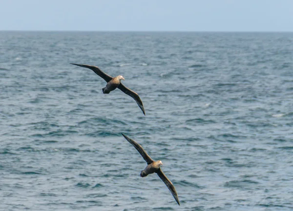 Um Petrel gigante do sul em voo — Fotografia de Stock