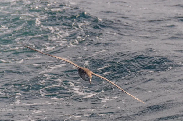 Un petrel gigante del sur en vuelo —  Fotos de Stock