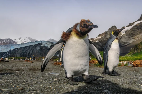 Re Pinguini su Gold Harbour — Foto Stock