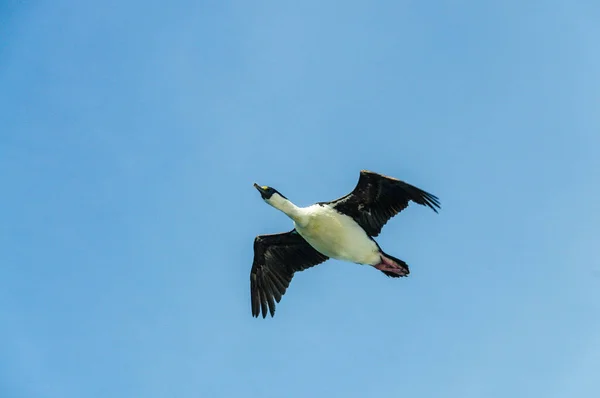 Antarctic shag - Leucocarbo bransfieldensis- in Flight over the Southern Atlantic Ocean — Stock Photo, Image