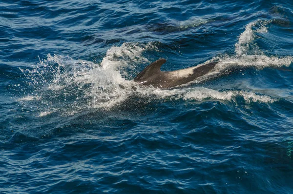 Ballenas piloto de aletas largas en el Océano Atlántico Sur — Foto de Stock