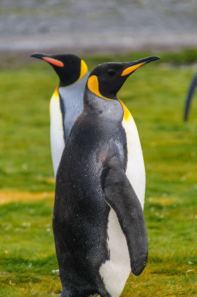 Rei Pinguins nas planícies de Salisbury — Fotografia de Stock