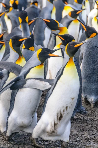 Pingouins royaux sur Gold Harbour — Photo