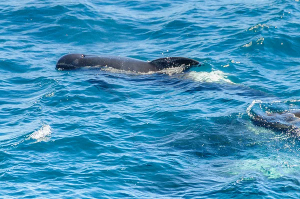 Ballenas piloto de aletas largas en el Océano Atlántico Sur — Foto de Stock