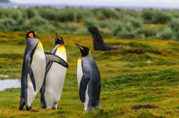 Königspinguine auf den Ebenen von Salisbury — Stockfoto