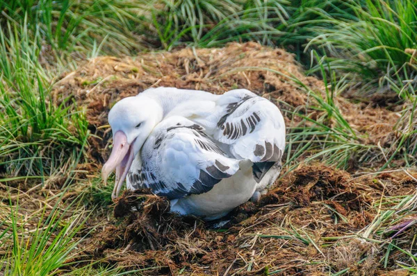 Primer plano de un albatros errante en su nido — Foto de Stock