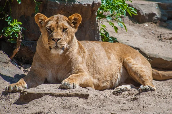 Lioness na vyhlídce — Stock fotografie