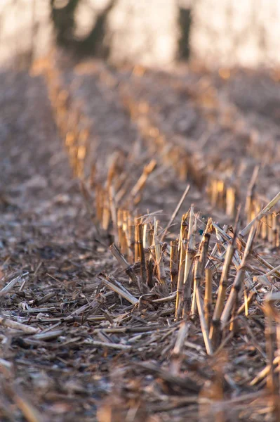 Corn stubbles in the flemish country side. — Stock Photo, Image