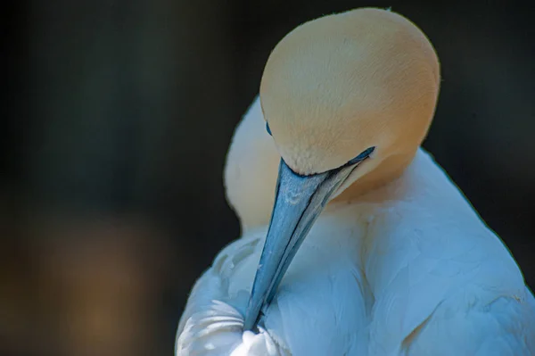 Northern gannet picking its feathers — Stock Photo, Image