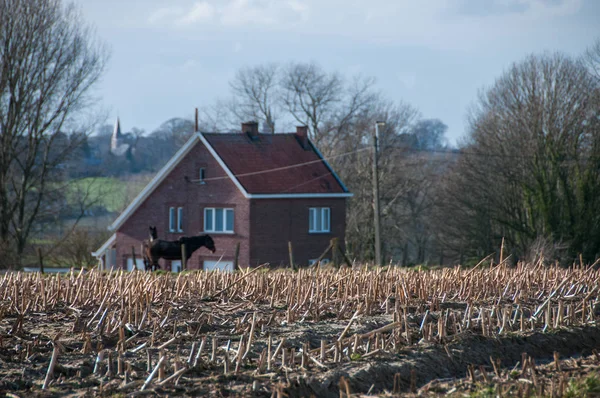 Maïs stubbels op het Vlaamse platteland. — Stockfoto