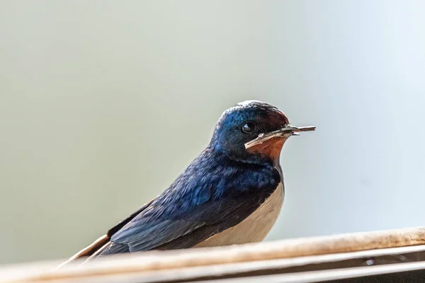 Euraziatische zwaluw die een tak draagt — Stockfoto