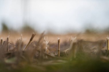 Mısır Stubbles closeup