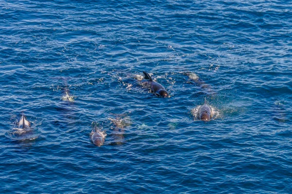 Balene pilota a pinna lunga nell'Oceano Atlantico meridionale — Foto Stock