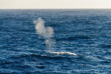 Fin whale blow clipart