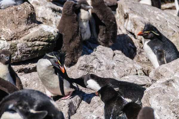 Rockhopper pingvinek a Westpoint-szigeten, a Falklands — Stock Fotó