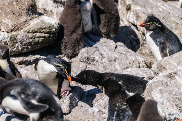 Rockhopper пінгвіни на острові Вестпойнт, Фолклендські острови — стокове фото