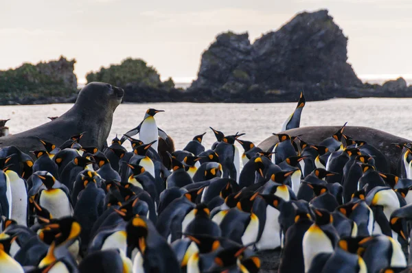 King Penguins on Gold Harbour — Stock Photo, Image