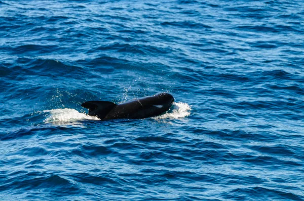Long-Finned Pilot walvissen in de zuidelijke Atlantische Oceaan — Stockfoto