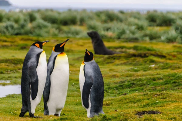 Βασιλικοί πιγκουίνοι στις πεδιάδες του Σαλίσμπερυ — Φωτογραφία Αρχείου