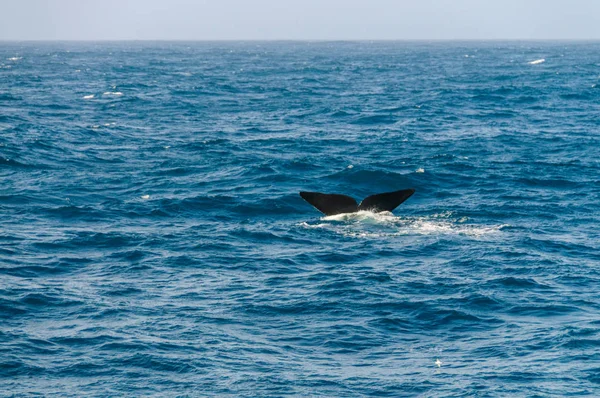 ダイビング南右のクジラの尾びれ. — ストック写真