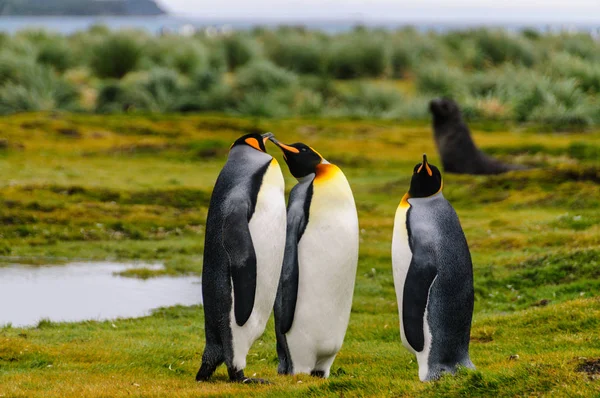 Pingouins royaux dans les plaines de Salisbury — Photo