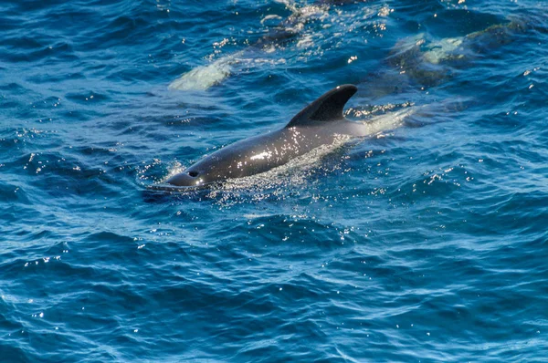 Ballenas piloto de aletas largas en el Océano Atlántico Sur — Foto de Stock