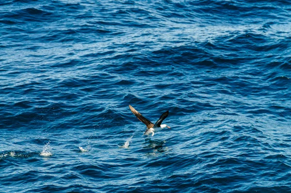 Un Albatros noir qui décolle de l'eau . — Photo