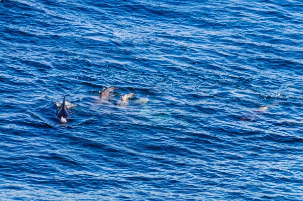 Hosszúszárnyú gömbölyűfejű-kísérleti bálnák az Atlanti-óceán déli — Stock Fotó