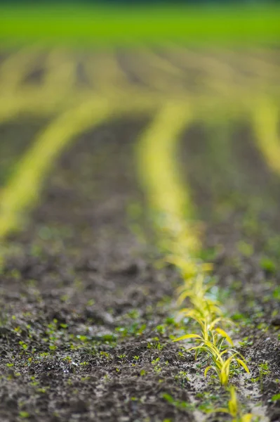 The Green line in a corn field — Stock Photo, Image