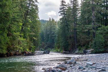 Washington'daki Cowlitz Nehri