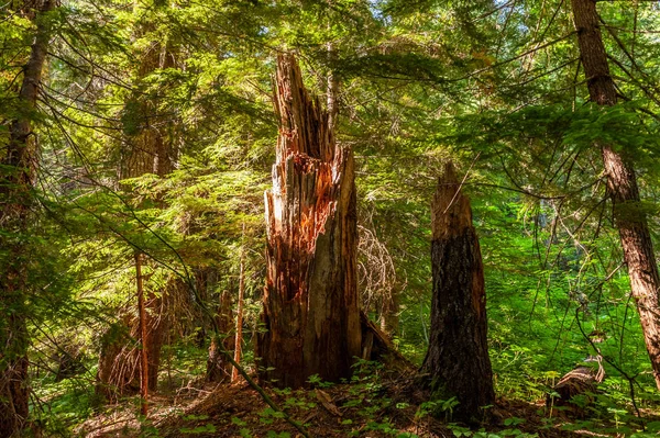 Monte Rainier Floresta — Fotografia de Stock