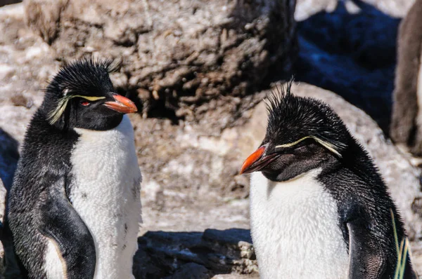 Két Rock-Hopper pingvinek — Stock Fotó